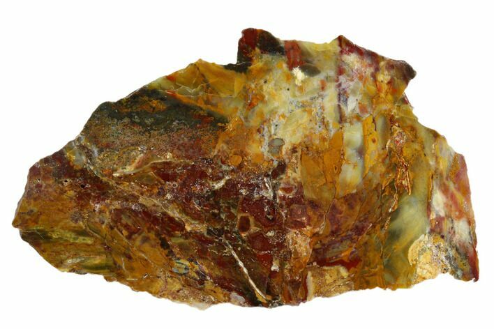 Polished Stromatolite (Conophyton) Fossil - Australia #180190
